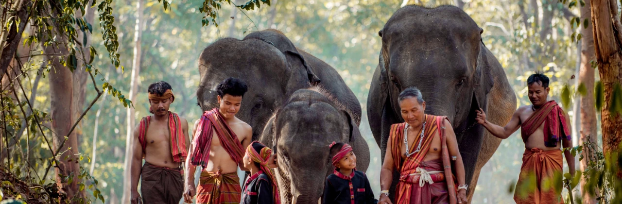 Thailand elephants